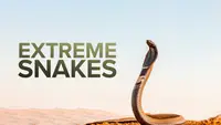 Extreme Snakes: Africa