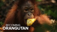 Becoming Orangutan