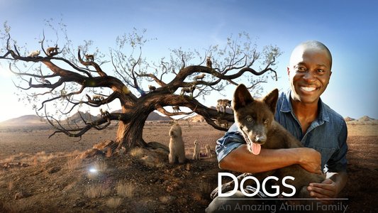 Watch Dogs: An Amazing Animal... Online - Stream Full Episodes
