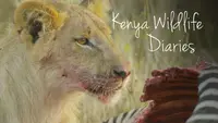 Kenya Wildlife Diaries
