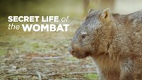 Secret Life Of The Wombat