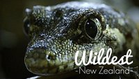 Wildest New Zealand