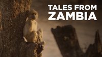 Tales From Zambia
