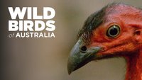 Wild Birds Of Australia