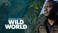 Patrick Aryee's Wild World