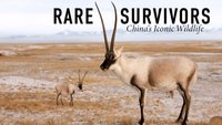 Rare Survivors: China's Iconic Wildlife