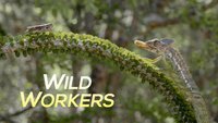 Wild Workers