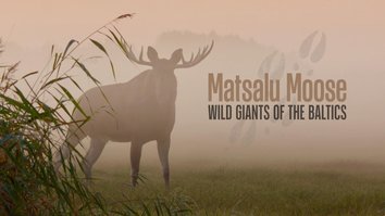 Matsalu Moose: Wild Giants Of The Baltics