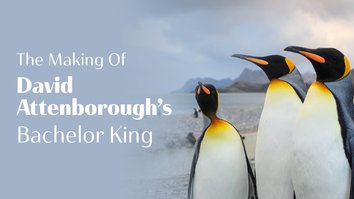 Making Of David Attenborough's Bachelor King