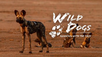 Wild Dogs: Running With The Pack