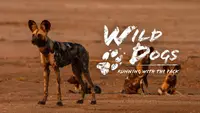 Wild Dogs: Running With The Pack