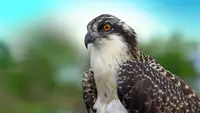Falco pescatore - Il rapace dei mari