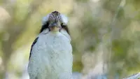 Uccelli selvatici d'Australia