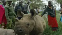 Wild Kenya