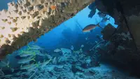 I relitti delle barriere coralline