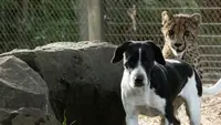 Straordinari amici animali