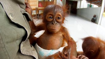 Diventare orangotanghi
