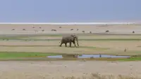Orizzonti selvaggi d'Africa