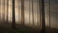 I segreti delle foreste incantate
