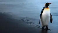 David Attenborough - Il pinguino reale