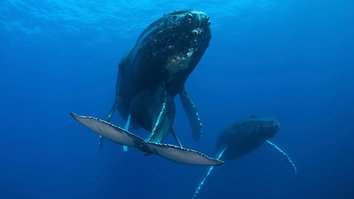Il regno delle balene