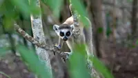 Le bande dell'isola dei lemuri