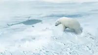 Artico selvaggio - Meraviglie tra i ghiacci