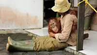 La scuola di sopravvivenza degli oranghi