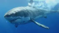 Lo squadrone degli squali