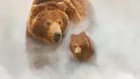 La terra degli orsi