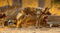 Cani selvaggi d'Africa - I licaoni