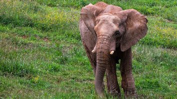 Naledi - La piccola elefantessa