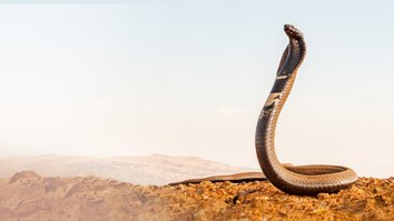 Serpenti - Manuale di sopravvivenza